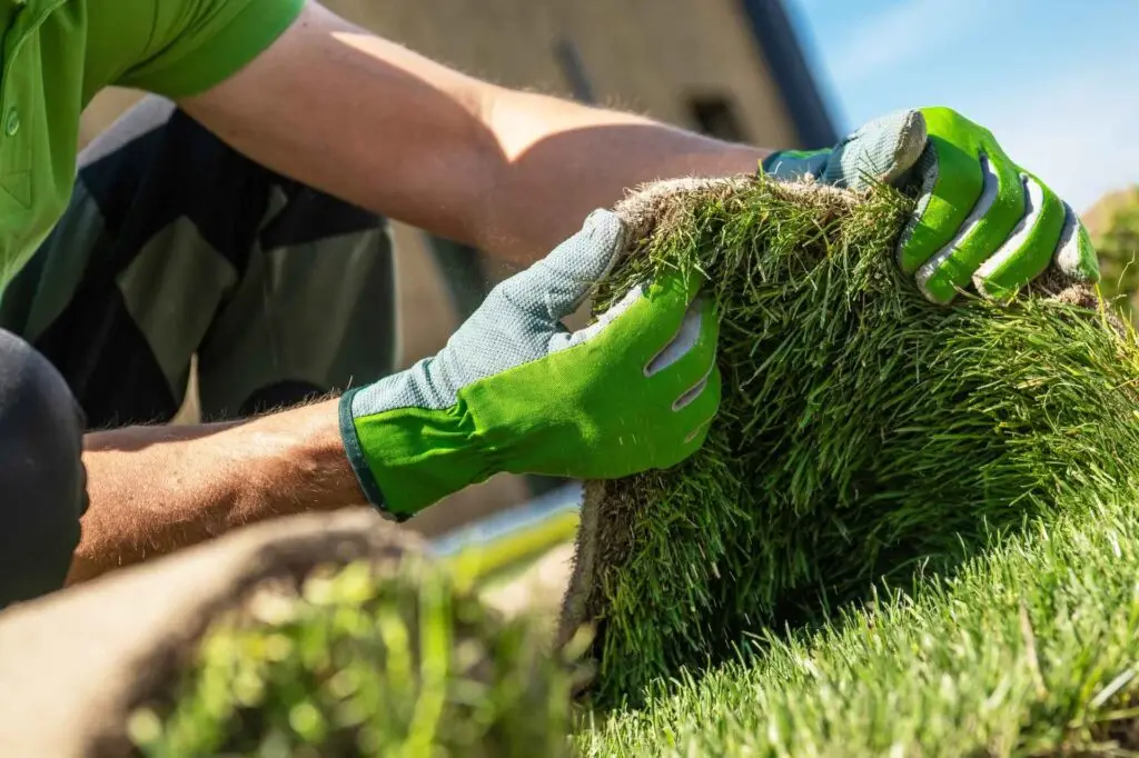 lawn care experts of Asher's Lawn Care