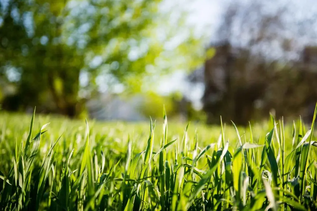 Lawn Care Service Includes two