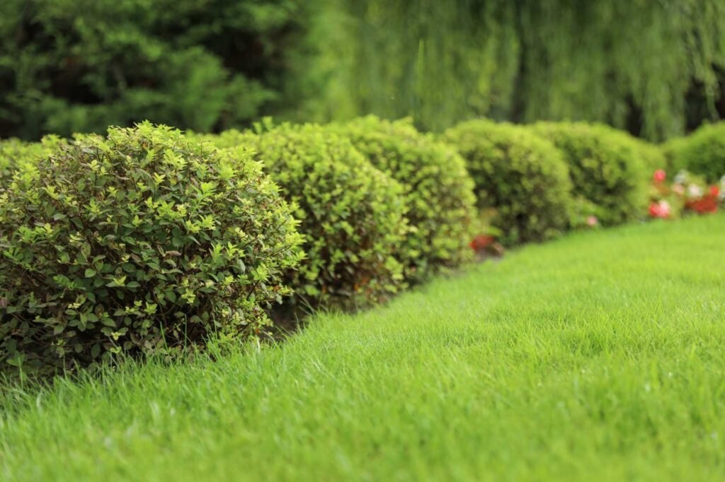 Hedge trimming experts