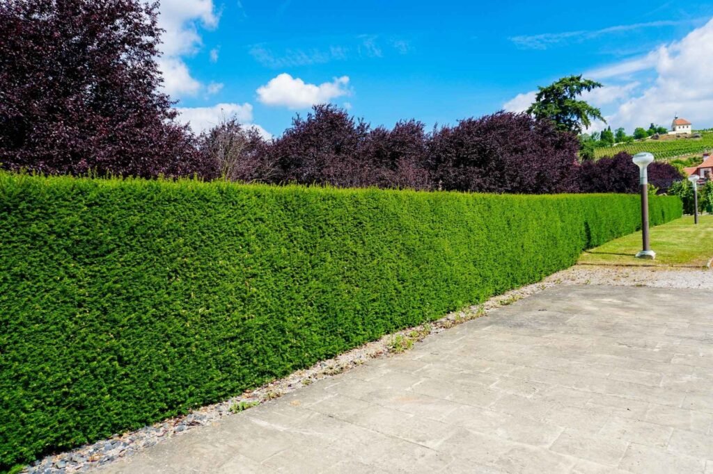 hedge trimming done by experts