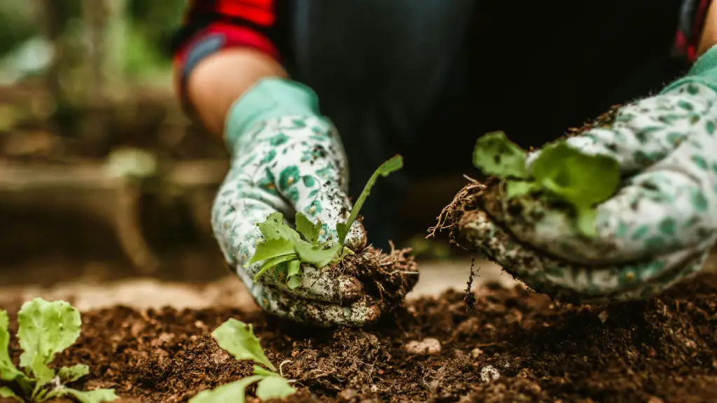 Mulching