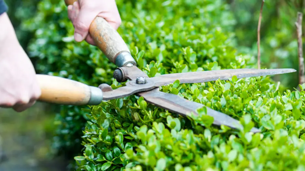 Lawn trimming