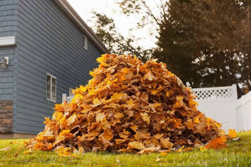 Expert Leaf removal services