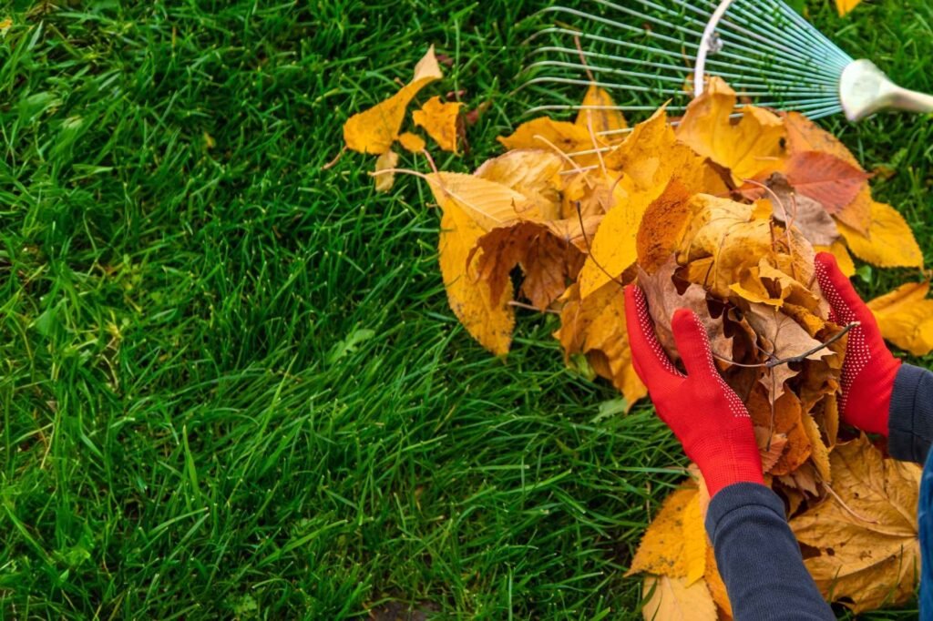 leaf collection after a expert leaf removal service